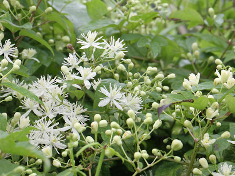 Clematis apiifolia