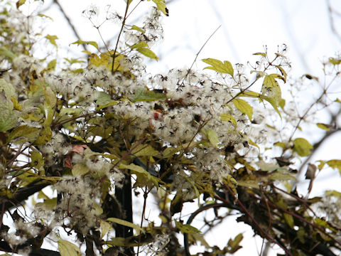 Clematis apiifolia