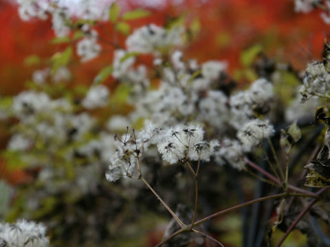 Clematis apiifolia