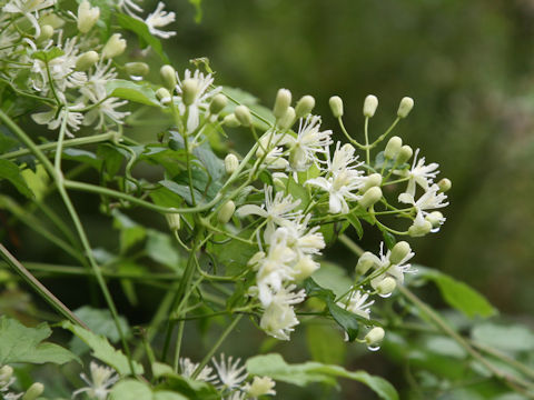 Clematis apiifolia