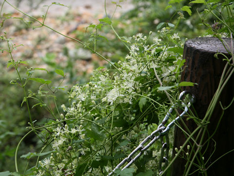 Clematis apiifolia