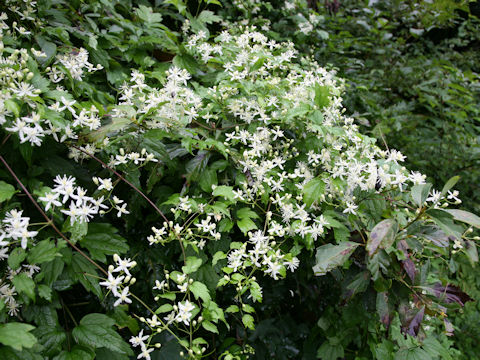 Clematis apiifolia