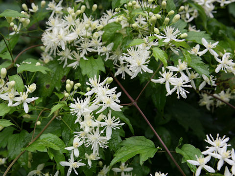 Clematis apiifolia