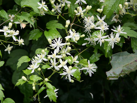 Clematis apiifolia