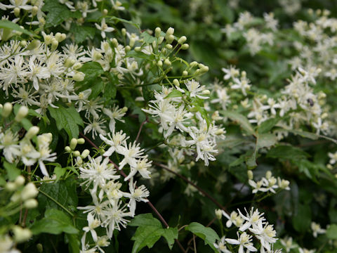 Clematis apiifolia