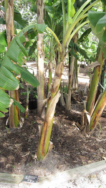 Musa cv. Brazilian