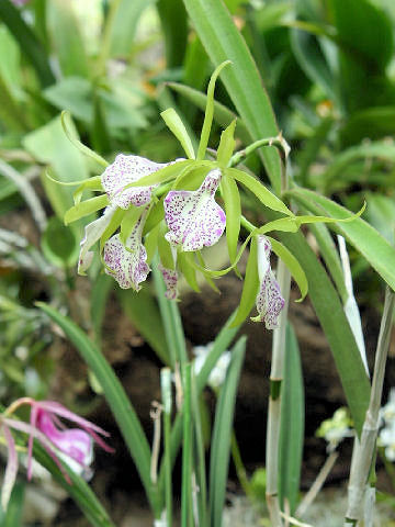 Brassocattleya 'Bonosa'