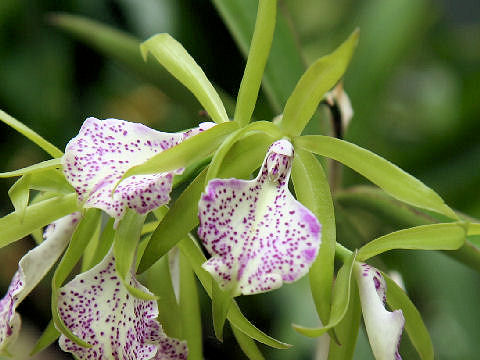 Brassocattleya 'Bonosa'