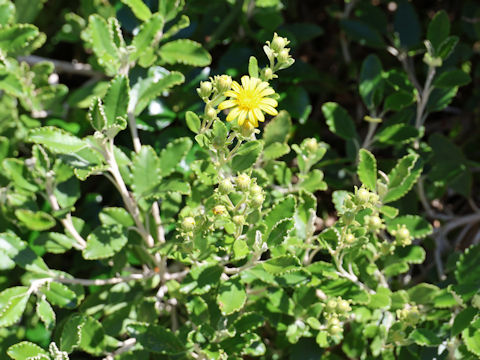 Brachyglottis compacta