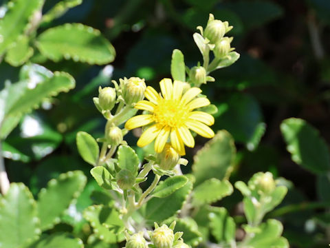 Brachyglottis compacta