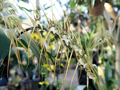 Brassia datacosa cv. Coos Bay