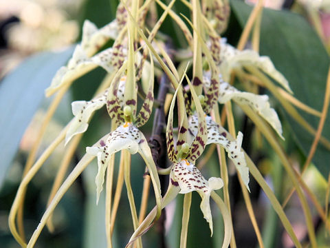 Brassia datacosa cv. Coos Bay