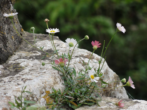 Brachyscome graminea