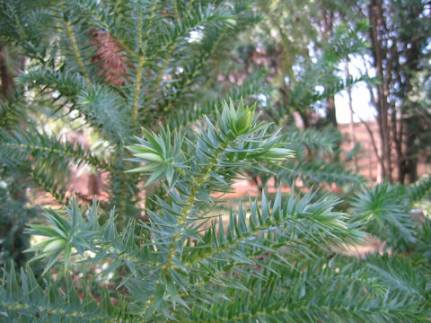 Araucaria brasiliana