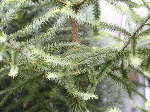 Araucaria brasiliana