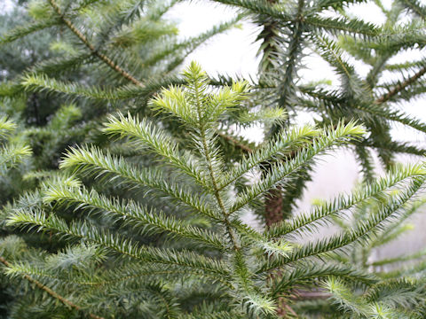 Araucaria brasiliana