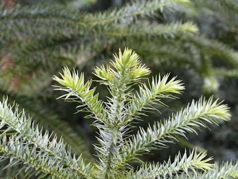 Araucaria brasiliana