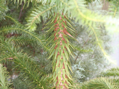 Araucaria brasiliana