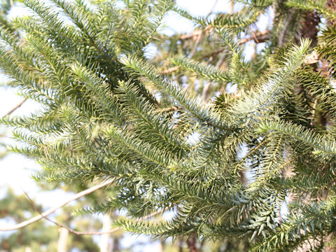 Araucaria brasiliana