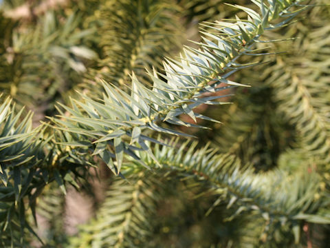 Araucaria brasiliana