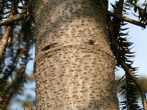 Araucaria brasiliana