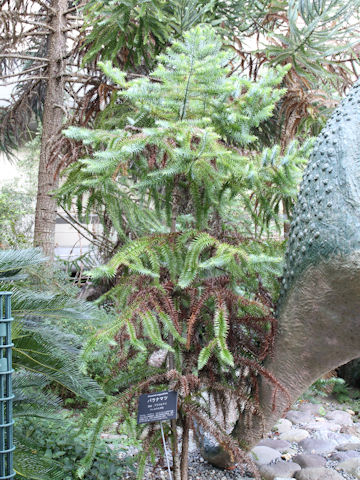 Araucaria brasiliana