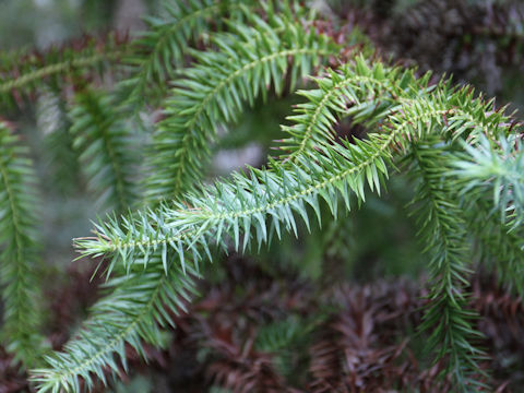 Araucaria brasiliana