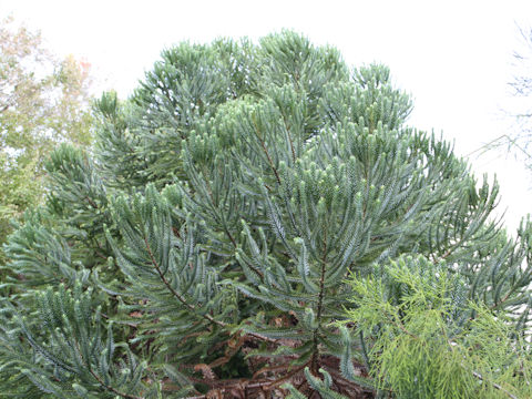 Araucaria brasiliana