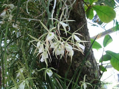 Brassavola nodosa