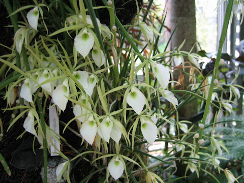 Brassavola nodosa