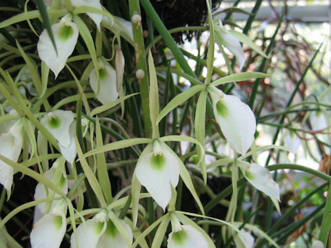 Brassavola nodosa