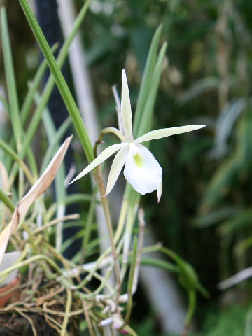 Brassavola perrinii