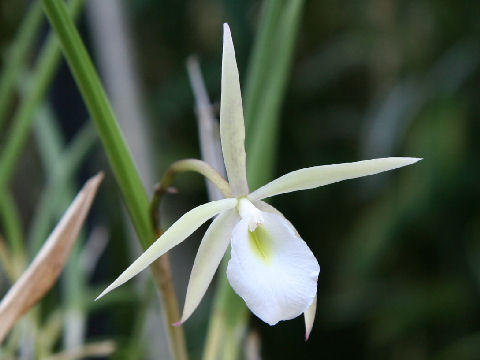 Brassavola perrinii