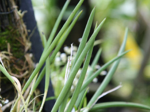 Brassavola perrinii