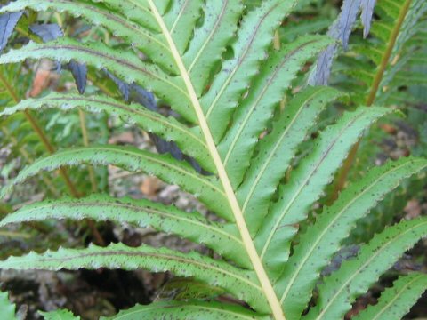 Blechnum brasiliense