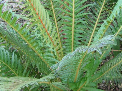 Blechnum brasiliense