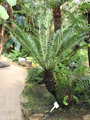 Blechnum brasiliense