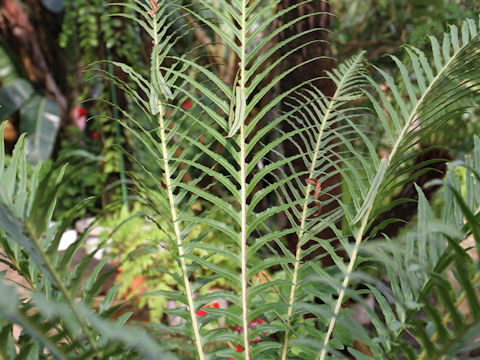 Blechnum brasiliense