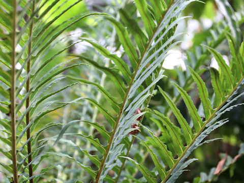 Blechnum brasiliense