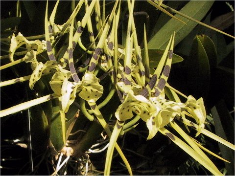 Brassia sp.