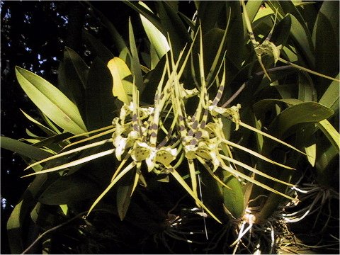 Brassia sp.