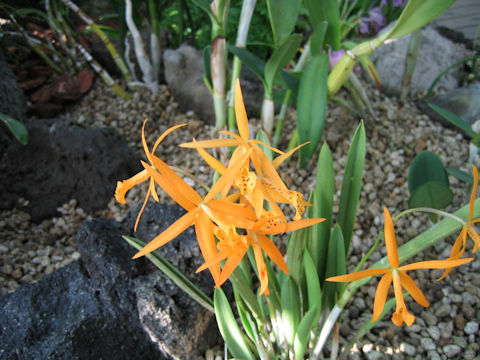 Brassolaelia cv. Richard Mueller