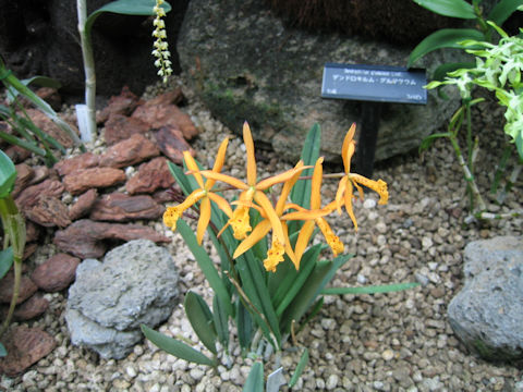 Brassolaelia cv. Richard Mueller