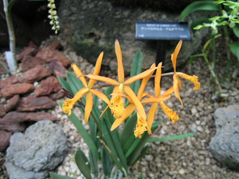 Brassolaelia cv. Richard Mueller