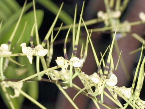 Brassia verrucosa