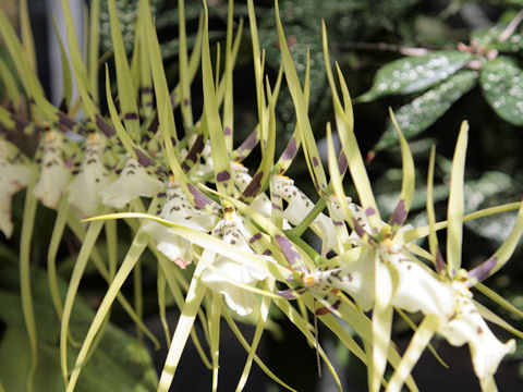 Brassia verrucosa