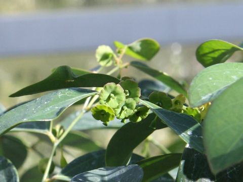 Breynia fruticosa