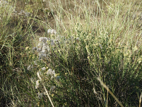 Brickellia eupatorioides