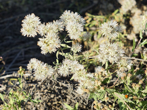 Brickellia eupatorioides