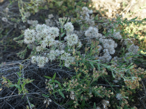 Brickellia eupatorioides